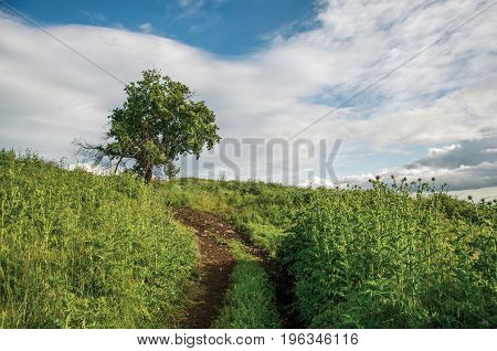 Overview of a tree on top of hill and fields in the sunset, near the town of Frascati, a pleasant and well known place for its fine wines, near Rome. Located in the Lazio region, central Italy