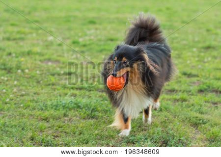 Black sheltie playing with orange ball toy on green grass