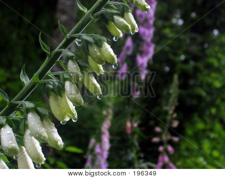 Foxglove blanche et violette