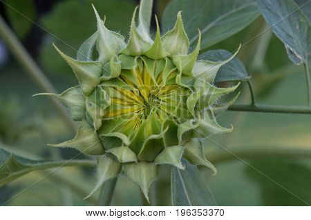 A sunflower in pre opening stage of development stands out nicely against a bokeh background