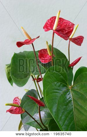 Anthurium op een lichte achtergrond