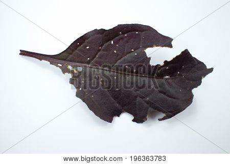 Disease Red Leaf Of Red Ivy Or Red Flame Ivy Or Hemigraphis Alternata