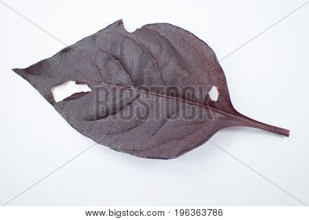 Disease Red Leaf Of Red Ivy Or Red Flame Ivy Or Hemigraphis Alternata