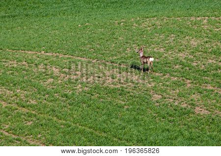 South Moravian Fields, Czech Republic Fields, Moravia Hills