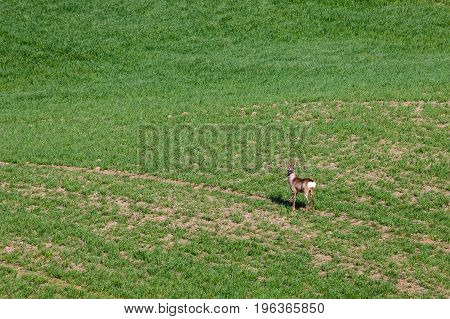 South Moravian Fields, Czech Republic Fields, Moravia Hills