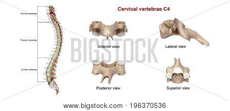 Among the vertebrae of the spinal column, the cervical vertebrae are the thinnest and most delicate bones. Yet, in spite of their size, the cervical vertebrae have the huge jobs of supporting the head, protecting the spinal cord, and providing mobility to