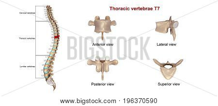 In vertebrates, thoracic vertebrae compose the middle segment of the vertebral column, between the cervical vertebrae and the lumbar vertebrae.