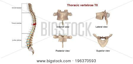 In vertebrates, thoracic vertebrae compose the middle segment of the vertebral column, between the cervical vertebrae and the lumbar vertebrae.
