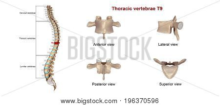 In vertebrates, thoracic vertebrae compose the middle segment of the vertebral column, between the cervical vertebrae and the lumbar vertebrae.