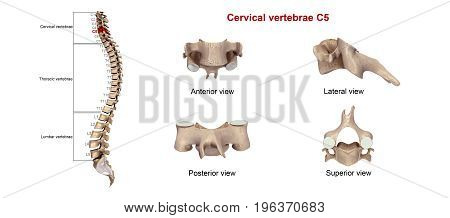 Among the vertebrae of the spinal column, the cervical vertebrae are the thinnest and most delicate bones. Yet, in spite of their size, the cervical vertebrae have the huge jobs of supporting the head, protecting the spinal cord, and providing mobility to