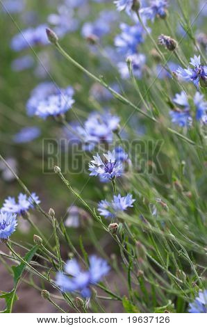 Tło Bluets