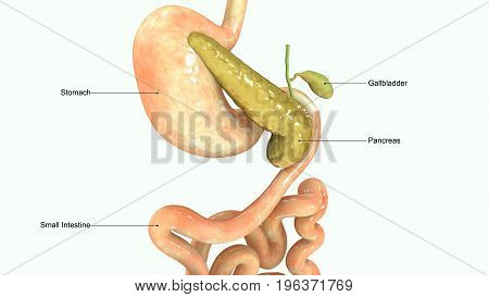 The pancreas secretes enzymes that aid digestion and hormones that help regulate the metabolism of sugars.