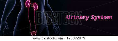 The urinary system, also known as the renal system, consists of the kidneys, ureters, bladder, and the urethra. Each kidney consists of millions of functional units called nephrons.