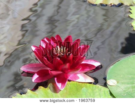 Nenufar