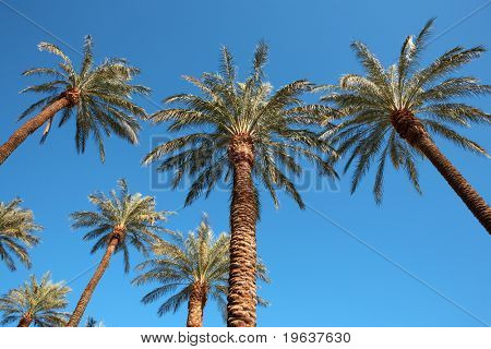 Palme sul cielo blu. Las Vegas.