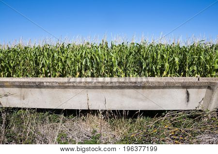 Cornfields in the plain of the River Esla, in Leon Province, Spain