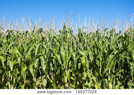 Cornfields in the plain of the River Esla, in Leon Province, Spain