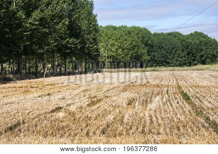 Stubble fields and poplar groves in an irrigated agricultural landscape in the plain of the River Esla, in Leon Province, Spain
