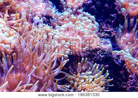 Marine life sea anemone Condylactis gigantea underwater in the Caribbean sea