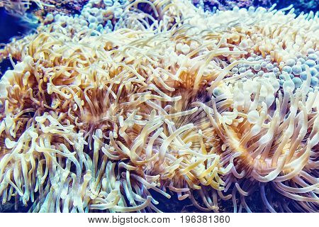 Marine life sea anemone Condylactis gigantea underwater in the sea