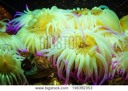 Tiger Anemone Nemanthus annamensis amazing colorful sea creatures. Incredible natural background
