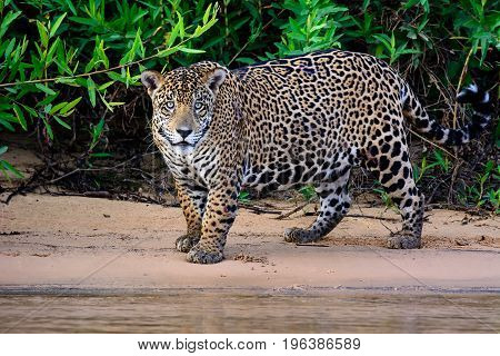 alert scarred male Jaguar on the riverbank of the cuiaba river