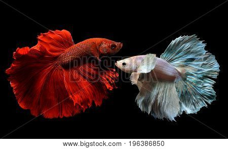 Fancy Red And Silver Betta