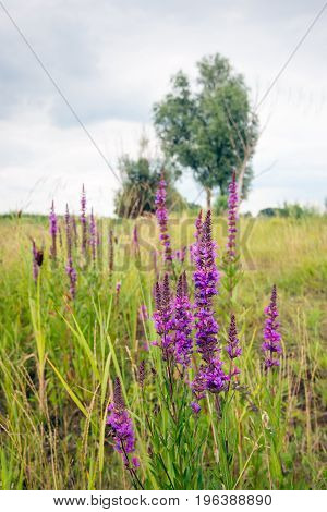 Flowering Lythrum salicaria or purple loosestrife in a marshy area in the Netherlands on a cloudy day in summertime.