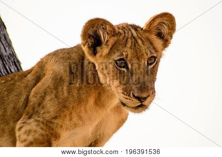 Close up of the face of a young inquisitive lion