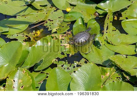 Turtle sitting on a water lily and basking in the sun in the zoo of Krasnodar.