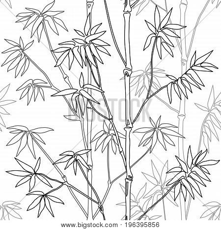 Bamboo seamless pattern on white background. Tropical outline wallpaper, nature textile print, template with text place, coloring page.