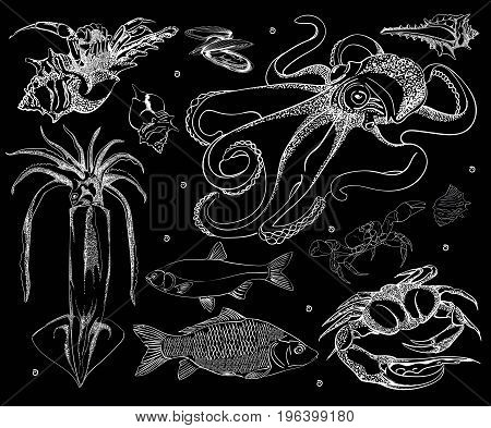 Hand drawn Seafood set. Octopus, fish, oysters, crab, shellfish and mussels. Vector illustration in old ink style.
