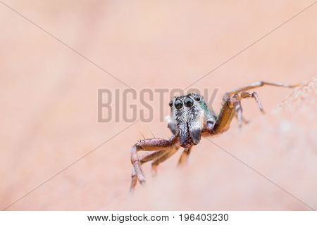 Super macro Cosmophasis umbratica or Jumping spider on dried leaf