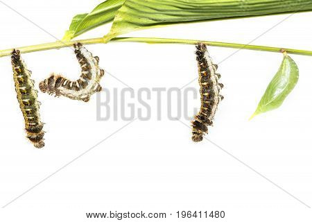Transformation from caterpillar to chrysalis of common duffer butterfly ( Discophota sondaica Boisduval ) hanging on twig with white background