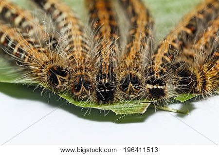 Black Caterpillar Of Common Duffer Butterfly ( Discophota Sondaica Boisduval ) Resting On Host Plant