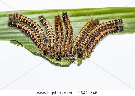Black Caterpillar Of Common Duffer Butterfly ( Discophota Sondaica Boisduval ) Resting On Host Plant