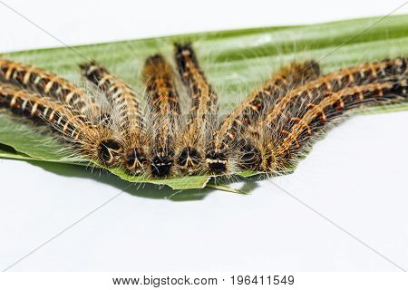 Black Caterpillar Of Common Duffer Butterfly ( Discophota Sondaica Boisduval ) Resting On Host Plant