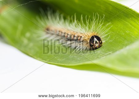 Black Caterpillar Of Common Duffer Butterfly ( Discophota Sondaica Boisduval ) Resting On Host Plant