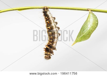 Chrysalis And Black Caterpillar Of Common Duffer Butterfly ( Discophota Sondaica Boisduval ) Hanging
