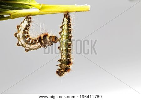 Black Caterpillar Of Common Duffer Butterfly ( Discophota Sondaica Boisduval ) Hanging On Leaf Plant