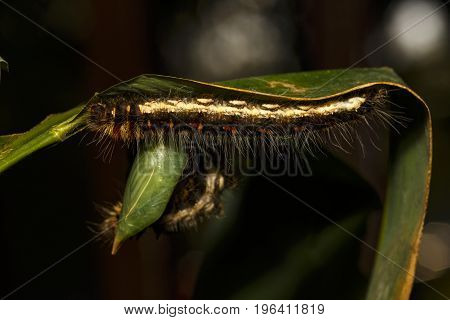 Black Caterpillar Of Common Duffer Butterfly ( Discophota Sondaica Boisduval ) Hanging On Leaf Plant