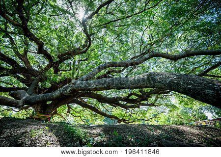 Large Samanea saman tree with branch in Kanchanaburi Thailand