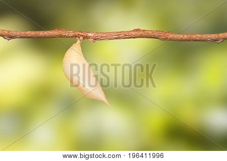 Chrysalis Of Common Duffer Butterfly ( Discophota Sondaica Boisduval ) Hanging On Twig