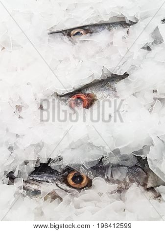 Fresh Barracuda on Ice at the seafood booth