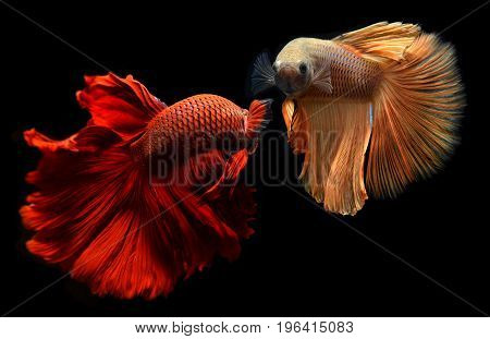 Betta Or Saimese Fighting Fish.