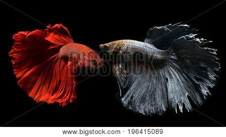 Betta Or Saimese Fighting Fish.