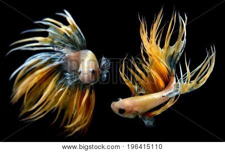 Betta Or Saimese Fighting Fish.