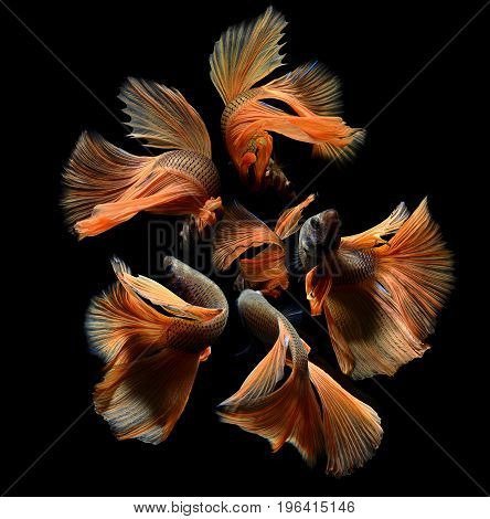 Betta Or Saimese Fighting Fish.