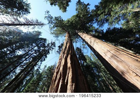 Giant Sequioa Trees in Sequioa National Park. California. USA