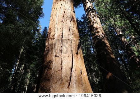 Giant Sequioa Trees in Sequioa National Park. California. USA